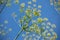 Fennel blooms, aromatic herb, spice. Fennel inflorescences against a blue sky