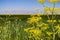 Fennel blooms on a blue sky background