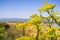 Fennel blooms on a blue sky background