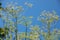 Fennel blooms. Fennel inflorescences against a blue sky. Aromatic herb, spice
