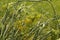 Fennel blooms in the garden during the summer