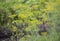 Fennel blossoms. Fennel flowers. Fennel seeds. Seasoning for food