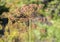 Fennel blossoms. Fennel flowers. Fennel seeds.  Seasoning for food. Fennel in a garden