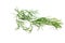 Fennel Branch Isolated