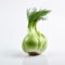 fennel bulb