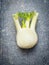 Fennel bulb on gray rustic background