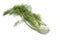 Fennel bulb with green leaves