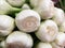 Fennel bulbs at farmers market in Rome