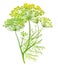 Fennel or dill flowers and leaves, for medical or culinary uses, over white background. Generative AI detailed watercolor