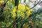 Fennel Flower