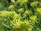 Fennel Flower Close Up Starburst