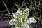 Fennel flower with feathery leaves on a dark background