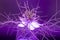 Fennel flower with feathery leaves in neon purple light