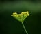 Fennel flower head