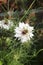 Fennel flower, spinster in the Green, Nigella damascena