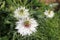 Fennel flower, spinster in the Green, Nigella damascena