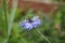 Fennel flower, spinster in the Green, Nigella damascena