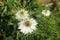 Fennel flower, spinster in the Green, Nigella damascena