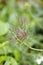 Fennel flower, spinster in the Green, Nigella damascena