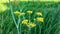 Fennel flower stock video footage in and HD