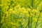 Fennel flowering in garden