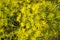 Fennel flowering in garden