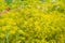 Fennel flowering in garden