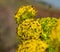 Fennel flowers covered with small insects