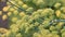 Fennel Foeniculum vulgare closeup