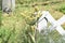 Fennel growing by a white fence