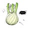 Fennel hand drawn vector illustration. Isolated Vegetable object.