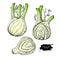 Fennel hand drawn vector illustration. Isolated Vegetable object with sliced pieces set.