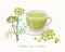 Fennel herbal tea isolated on white background. Flowering Plant vector botanical illustration.