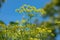 Fennel inflorescences against a blue sky. Fennel blooms close up. Aromatic herb