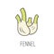 Fennel line vector illustration, cooking isolated icon.