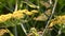 Fennel ,medicinal plant and spice with flowers in summertime