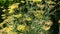 Fennel ,medicinal plant and spice with flowers in summertime