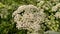 Fennel plants and flowers