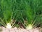 Fennel plants before harvest