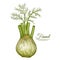 Fennel spice bulb plant. Foeniculum vulgare herb root with stem, leaves botanical sketch. Food seasoning. Hand drawn vector