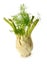 Fennel vegetable