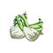 Fennel vegetable with green leaves, ingredient for cooking, vector hand draw illustration
