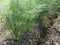 Fennels growing in the field . Tuscany, Italy