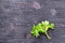 Fenugreek leaves on black board