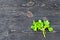 Fenugreek leaves on black wooden board