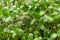 Fenugreek microgreen sprouts close up. Homegrown young shoots of fenugreek with water drops