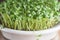 Fenugreek microgreens. Sprouting Microgreens. Trigonella foenum-graecum. Vegan and healthy eating concept. Sprouted fenugreek
