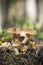 Fenugreek milkcap mushrooms