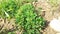 Fenugreek Plant