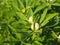 Fenugreek plant with flower in field.